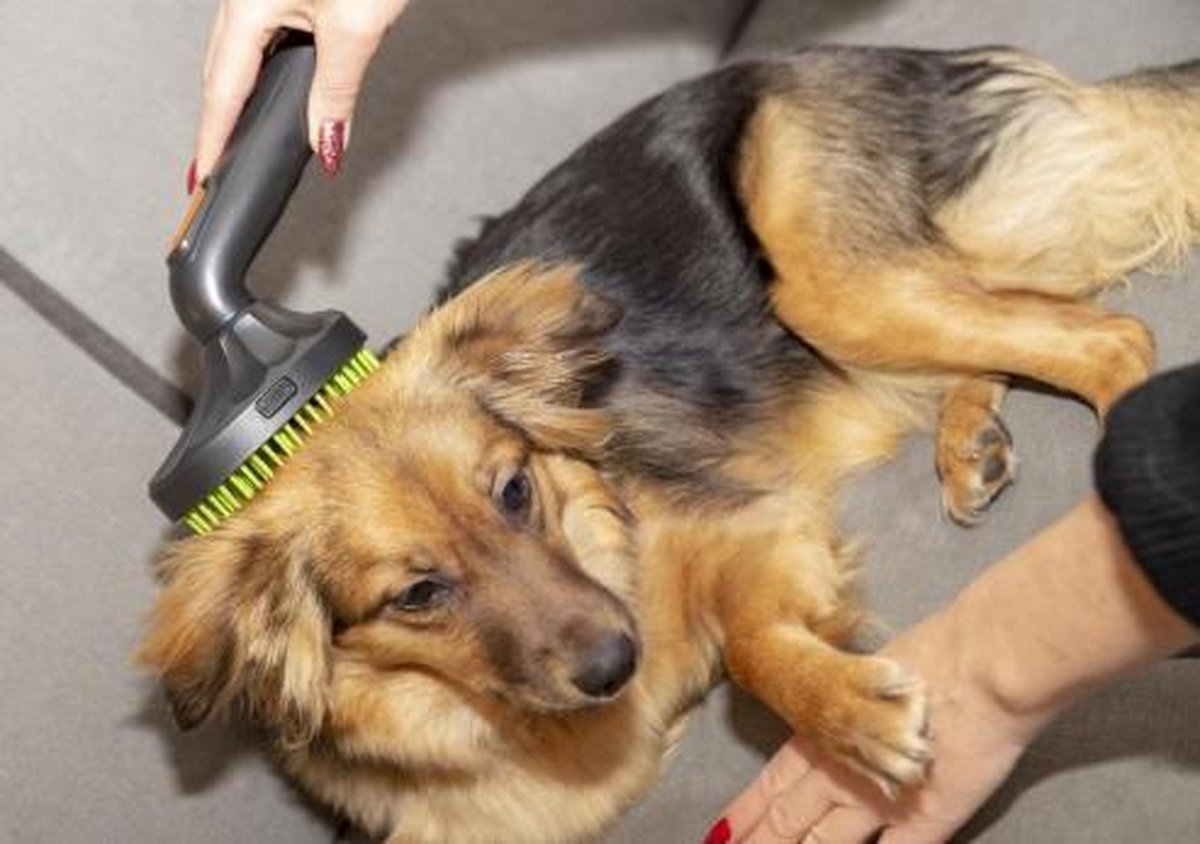Hondenborstel borstel hondenharen voor op incl. buisadapter universeel... | bol.com