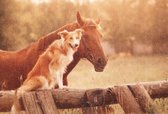 Ikado  Deurmat foto paard en hond  50 x 80 cm