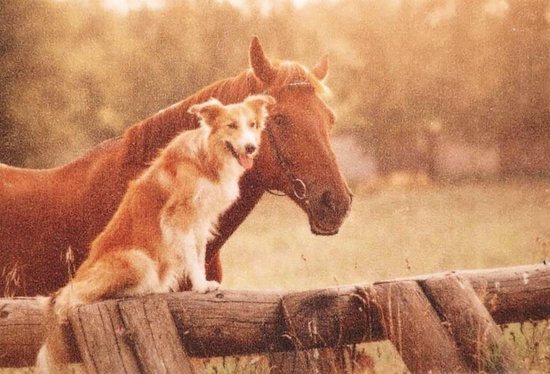 Paillasson photo cheval et chien - 50 x 80 cm