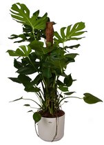 Kamerplant van Botanicly – Gatenplant incl. witte cilindrische sierpot als set – Hoogte: 120 cm – Monstera Deliciosa