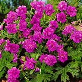 3x Geranium 'Birch Double' - Geranium Paars - Ooievaarsbek - Kale wortels