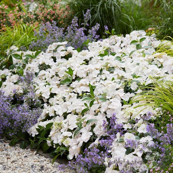 Hydrangea Macrophylla - Hortensia 'Runaway Bride Snow White' - blanc -  arbuste - ↑... | bol.com