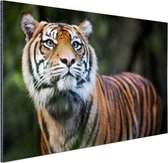 Portrait de tigre de Sumatra Aluminium 180x120 cm - Tirage photo sur Aluminium (décoration murale métal) XXL / Groot format!
