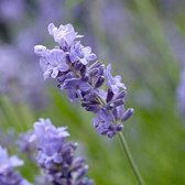 6 x Lavandula Angustifolia - Lavendel pot 9x9 cm- Geurende Klassieker