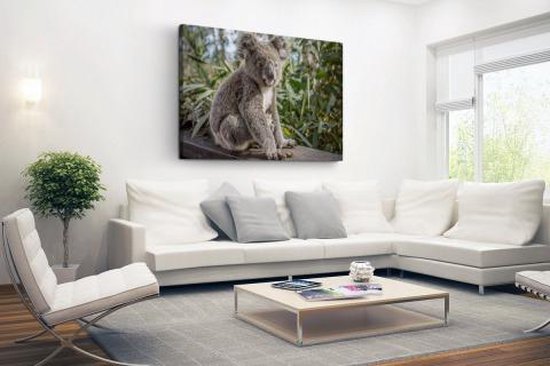 Koala assis en Australie Toile 80x60 cm - Tirage photo sur toile (Décoration murale salon / chambre) / Peintures sur toile Animaux