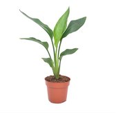 Plant in a Box - Strelitzia Reginea - Tropische kamerplant - Paradijsvogelbloem - Pot 9cm - Hoogte 25-40cm