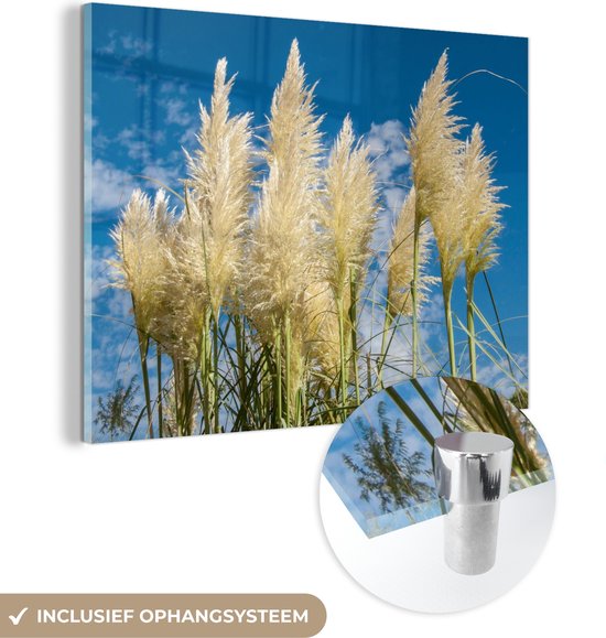 MuchoWow® Glasschilderij 40x30 cm - Schilderij acrylglas - Pampasgras - Plant - Natuur - Foto op glas - Schilderijen