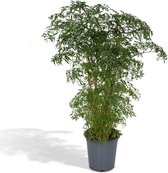 Groene plant – Polyscias (Polyscias Fruticosa) – Hoogte: 75 cm – van Botanicly