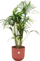 Kentiapalm – Kentia Palm (Kentia Palm) met bloempot – Hoogte: 130 cm – van Botanicly