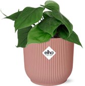 Groene plant – Philodendron (Philodendron scandens) met bloempot – Hoogte: 10 cm – van Botanicly