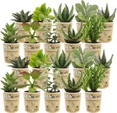 vdvelde.com - Mini Vetplanten / Succulenten Mix - 20 stuks - Ø 6 cm - Hoogte 8-15 cm