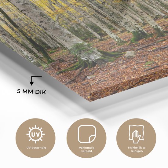 Feuilles jaunes dans la forêt en automne Glas 90x60 cm - Tirage photo sur Glas (Décoration murale en plexiglas)