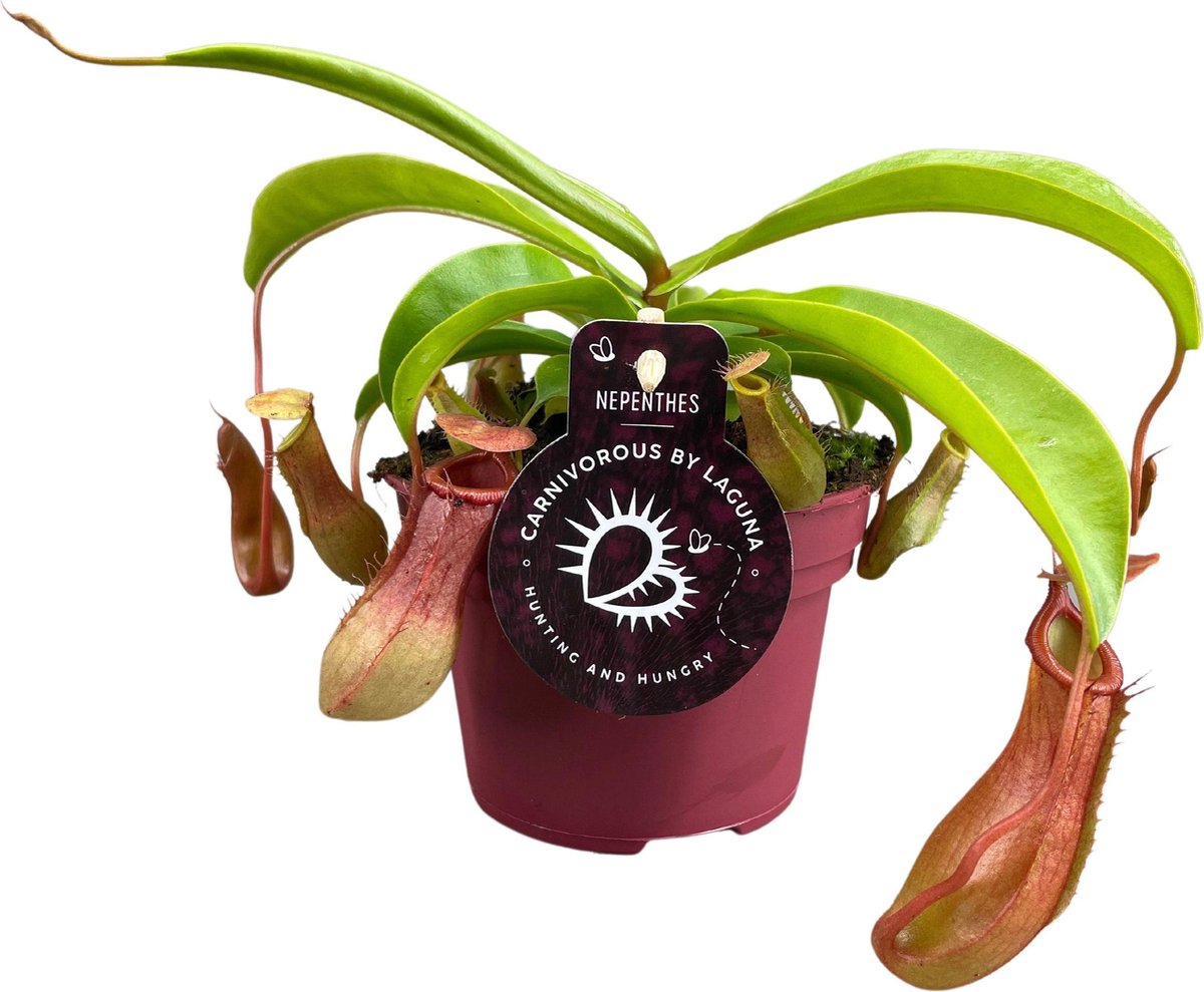 BOTANICLY Vleesetende plant – Nepenthes Alata (Nepenthes Alata) – Hoogte: 17 cm – van