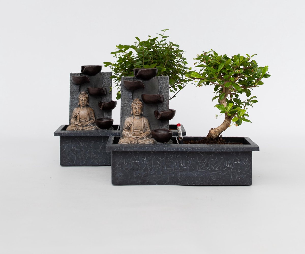 Plant in a Box - Bonsaï avec système d'eau facile à | WhichOne Plant in a Box - Bonsaï avec système d'eau facile à | WhichOne