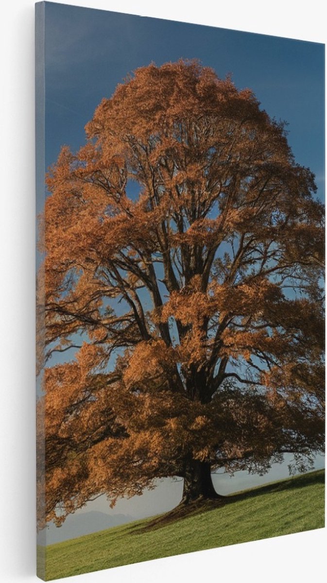 Saammp Canvas Schilderij - Grote Boom op berg - Natuur - Landschap - 80x120 - Foto op canvas - Wanddecoratie - Muurdecoratie Woonkamer - Slaapkamer decoratie - Canvas Print Multicolor