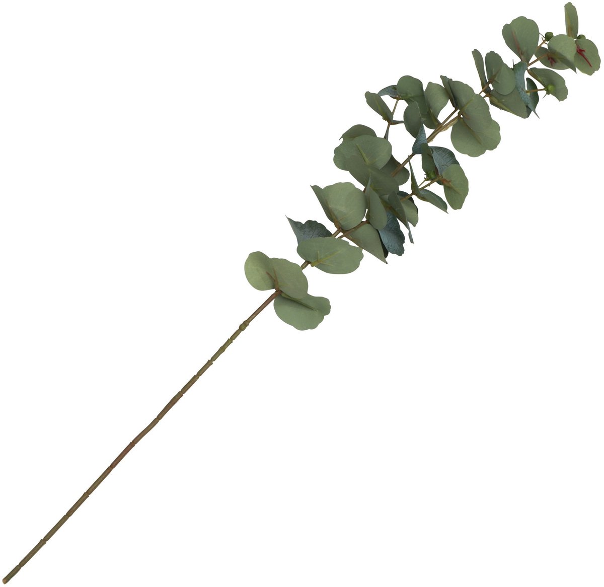 CHAKS Kunsttak Eucalyptus - 69 cm - kunst zijdebloemen - kunstplant - met knoppen Groen