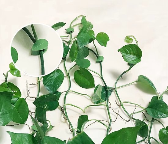 Groene bladvormige plantenclips die zijn bevestigd aan de stengels van een klimplant.