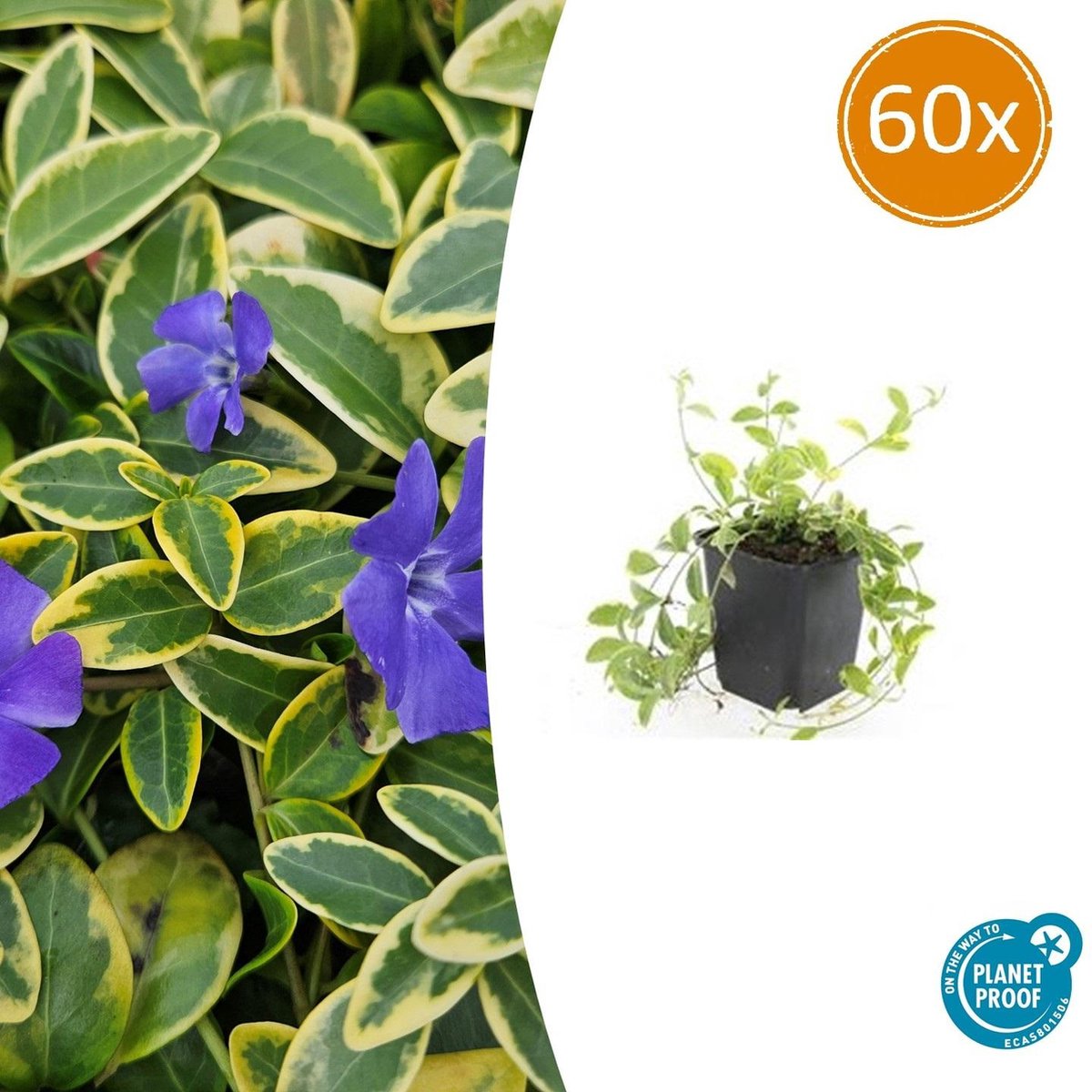 Tuinplantenshop.com | Vinca minor 'Aureovariegata' | 60 stuks - Ø9cm - 10-25cm hoog - Tuinplant