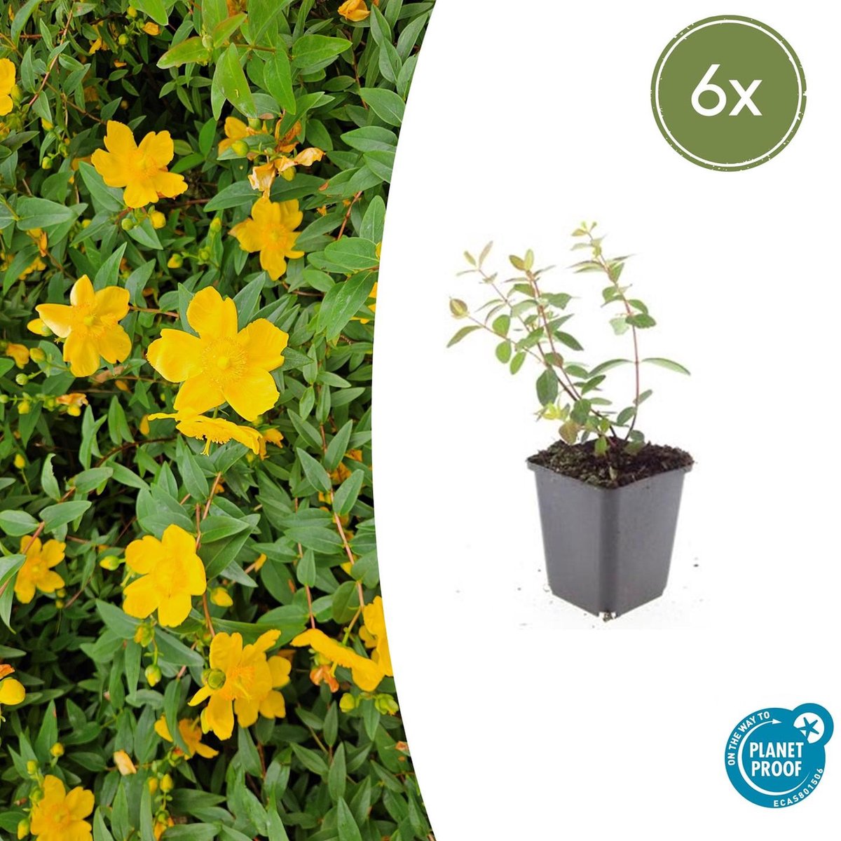 Tuinplantenshop.com | Hypericum dummeri 'Peter Dummer' | 6 stuks - Ø9cm - 10-25cm hoog - Tuinplant