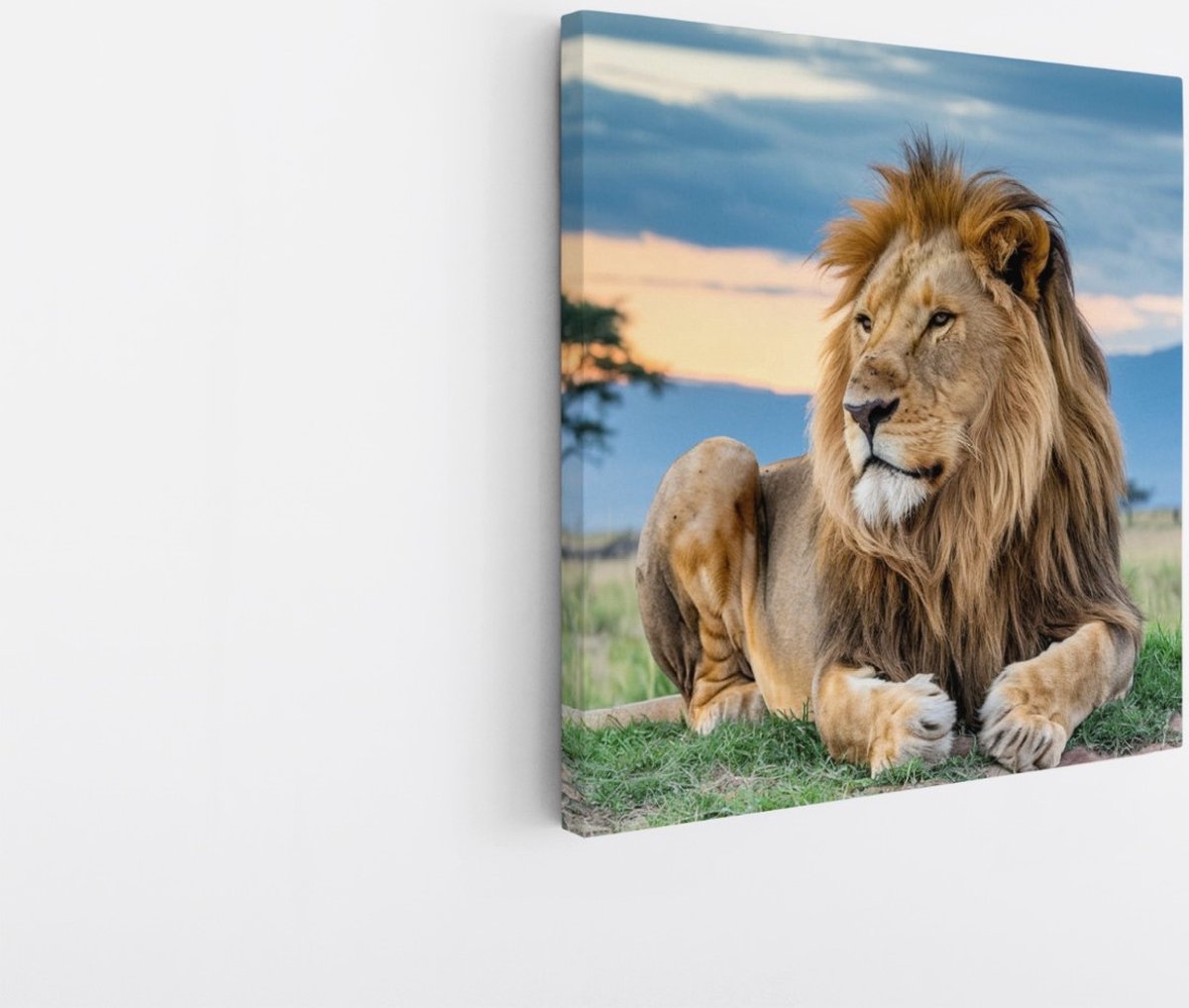 Saammp Canvas Schilderij - Leeuw in de serangeti - Dieren - Natuur - 100x100 - Foto op canvas - Wanddecoratie - Muurdecoratie Woonkamer - Slaapkamer decoratie - Canvas Print Multicolor