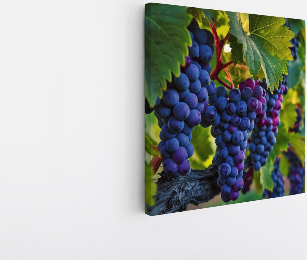 Saammp Canvas Schilderij - Druiventros - Landschap - Natuur - 60x60 - Foto op canvas - Wanddecoratie - Muurdecoratie Woonkamer - Slaapkamer decoratie - Canvas Print