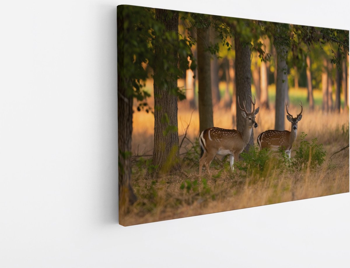 Saammp Canvas Schilderij - 2 jonge herten - Natuur - Dieren - 60x40 - Foto op canvas - Wanddecoratie - Muurdecoratie Woonkamer - Slaapkamer decoratie - Canvas Print Multicolor