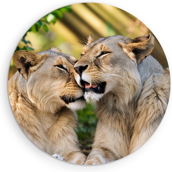 Saammp Muurcirkel Hout - Leeuwen - liefdevol - Dieren - Natuur - Ø 50 - Wandcirkel - Wanddecoratie Cirkel - Muurdecoratie Woonkamer - Slaapkamer decoratie - Rond Schilderij