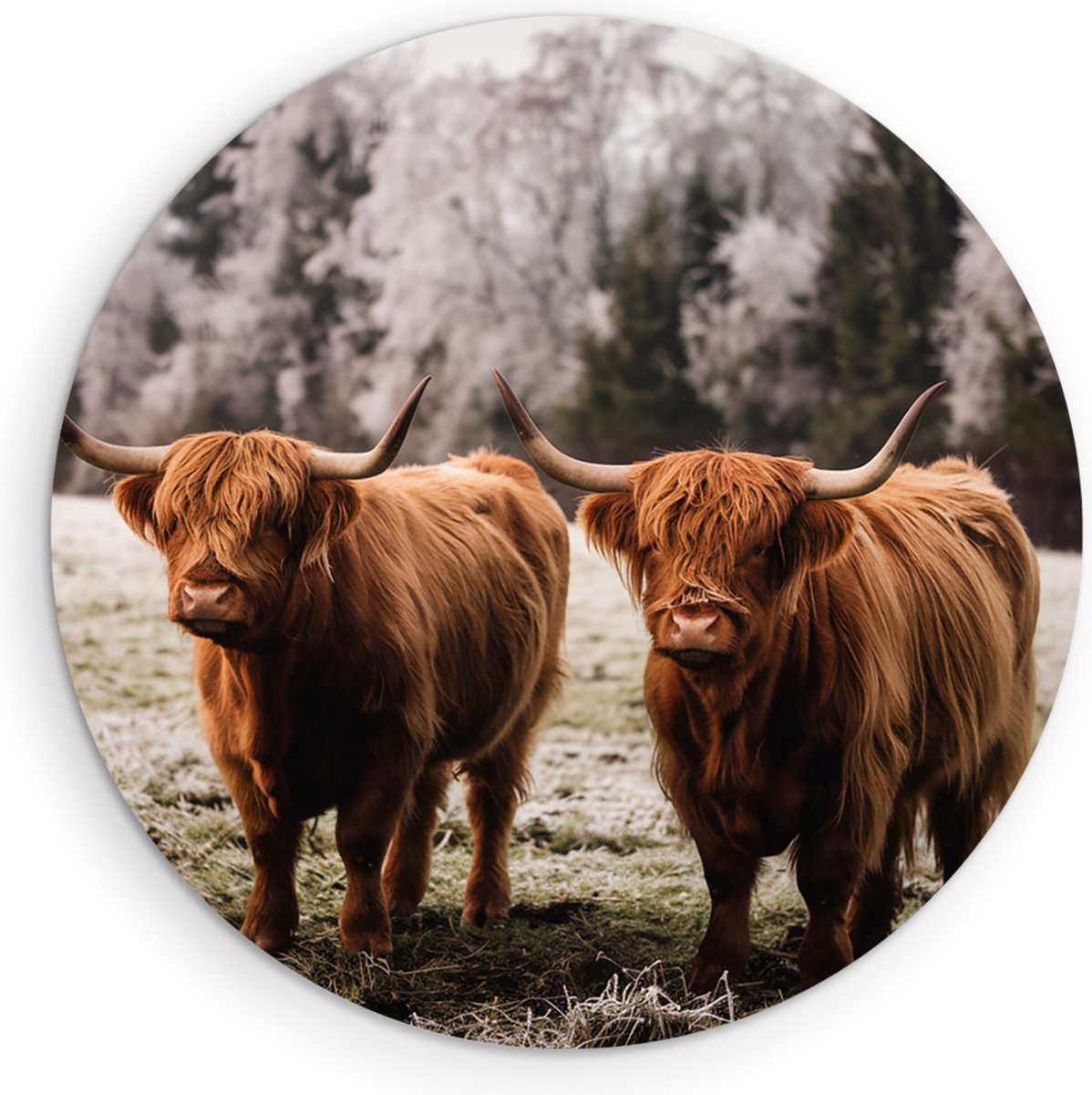 Saammp Forex Muurcirkel - Schotse Hooglander Koeien in het gras - Dieren - Natuur - Ø 30 - Wandcirkel - Wanddecoratie Cirkel - muurdecoratie Woonkamer - Slaapkamer decoratie - Rond Schilderij