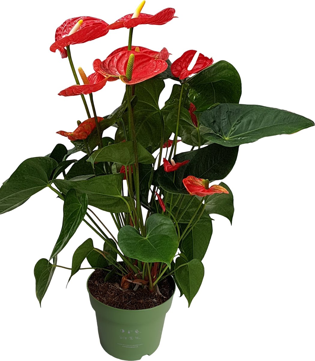 Plant in a Box - Flamingoplant - Anthurium 'Madural Red' - Hoogte 55-70cm - Pot 17cm - Bloeiende kamerplant - Rood
