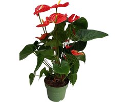 Plant in a Box - Flamingoplant - Anthurium 'Madural Red' - Hoogte 55-70cm - Pot 17cm - Bloeiende kamerplant - Rood