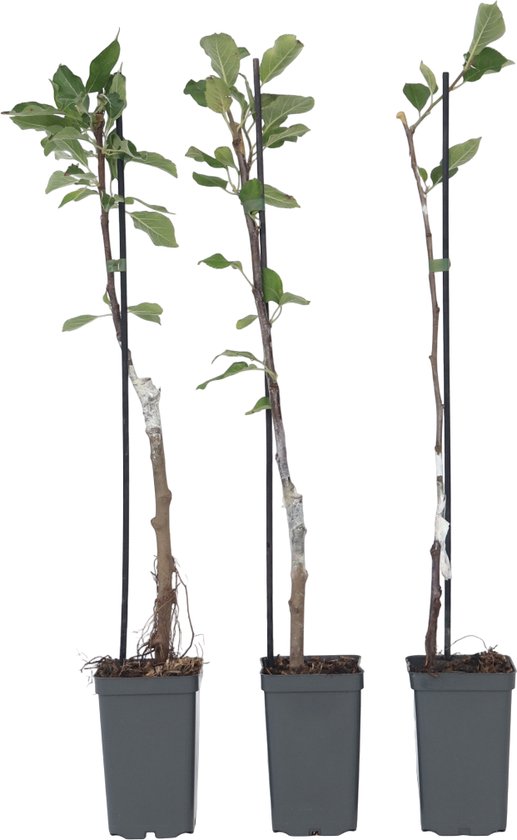 Drie jonge appelbomen met verstevingingsstokken in grijze potten.