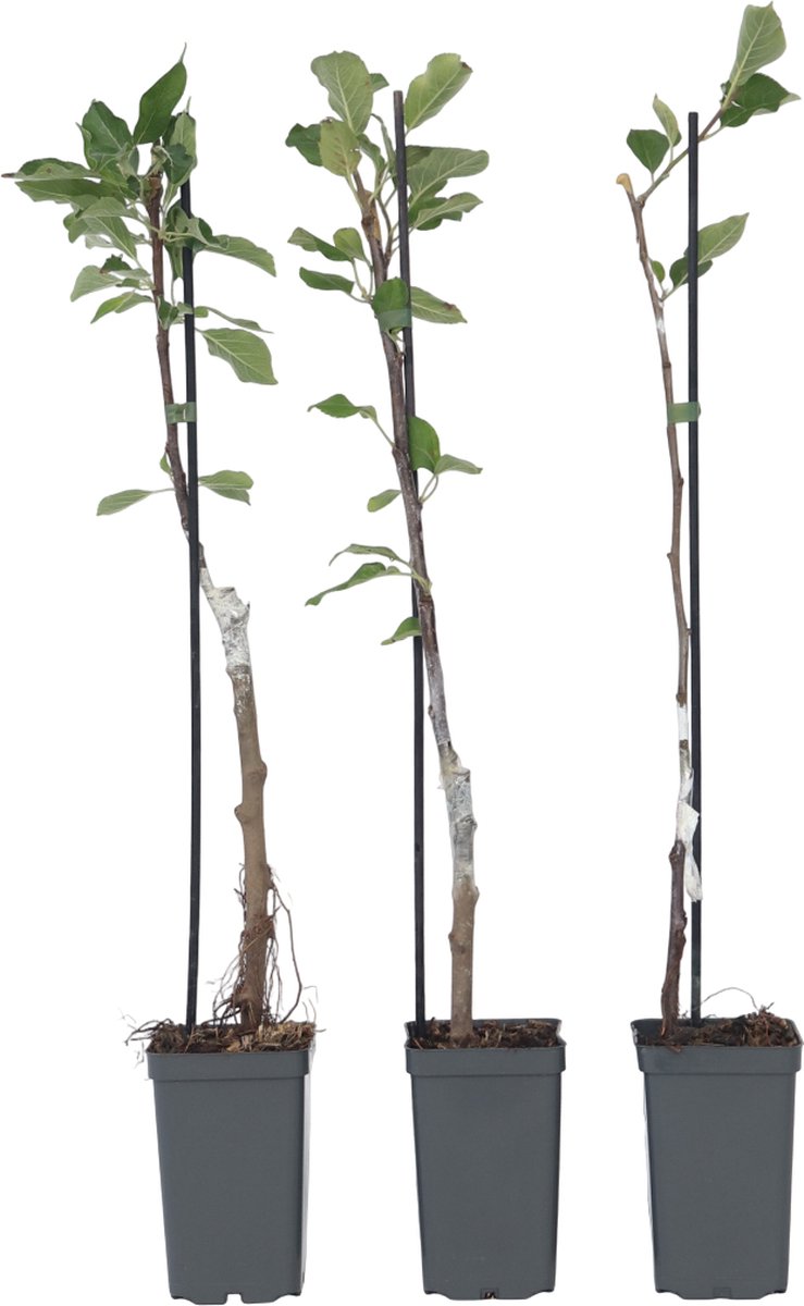 Productfoto van drie jonge appelboompjes in 9 cm potten van Plant in a Box