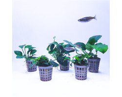 Aquabetta Aquarium Planten Set LAP-015 – 5 Aquariumplanten – 5x Anubias Mix – Decoratie – Set met 5x Anubias Mix