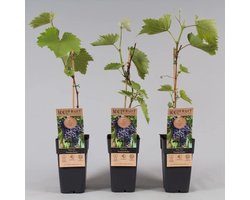 Kasdruif blauwe druif - Vitis Frankenthaler