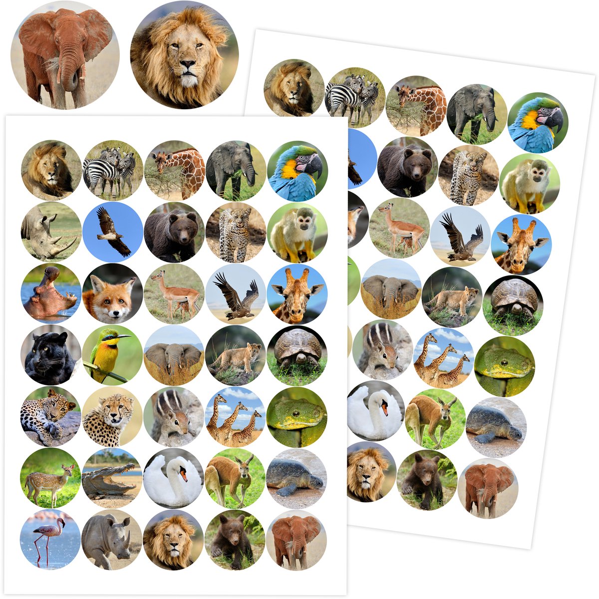 Safari Stickers