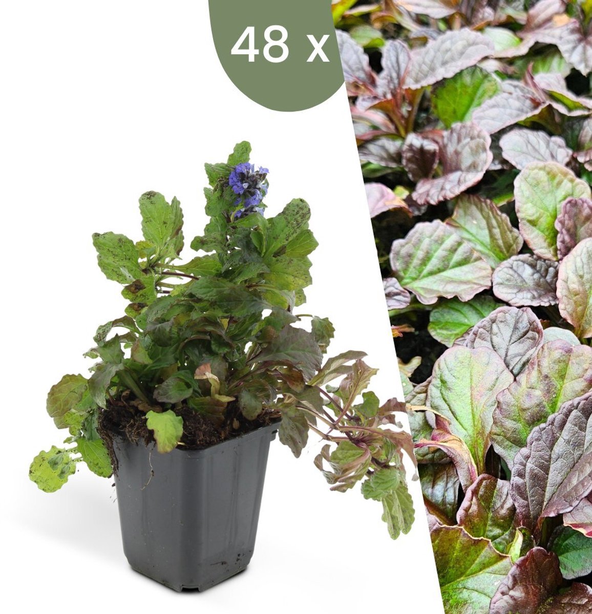 Plants by Frank | 48 Kruipend zenegroen planten | Ajuga reptans | bodembedekkers Winterhard | Winterharde planten voor de tuin | Winterharde vaste planten | Winterharde tuinplanten