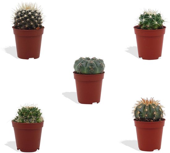 DutchLeafs Bolcactus Mix Mini Cactussen - 5 Stuks - Kwekerspot 5,5 cm - Hoogte 8-15 cm - Mini Plantjes - Bolcactus Mammillaria Cactus Plant - Kamerplanten