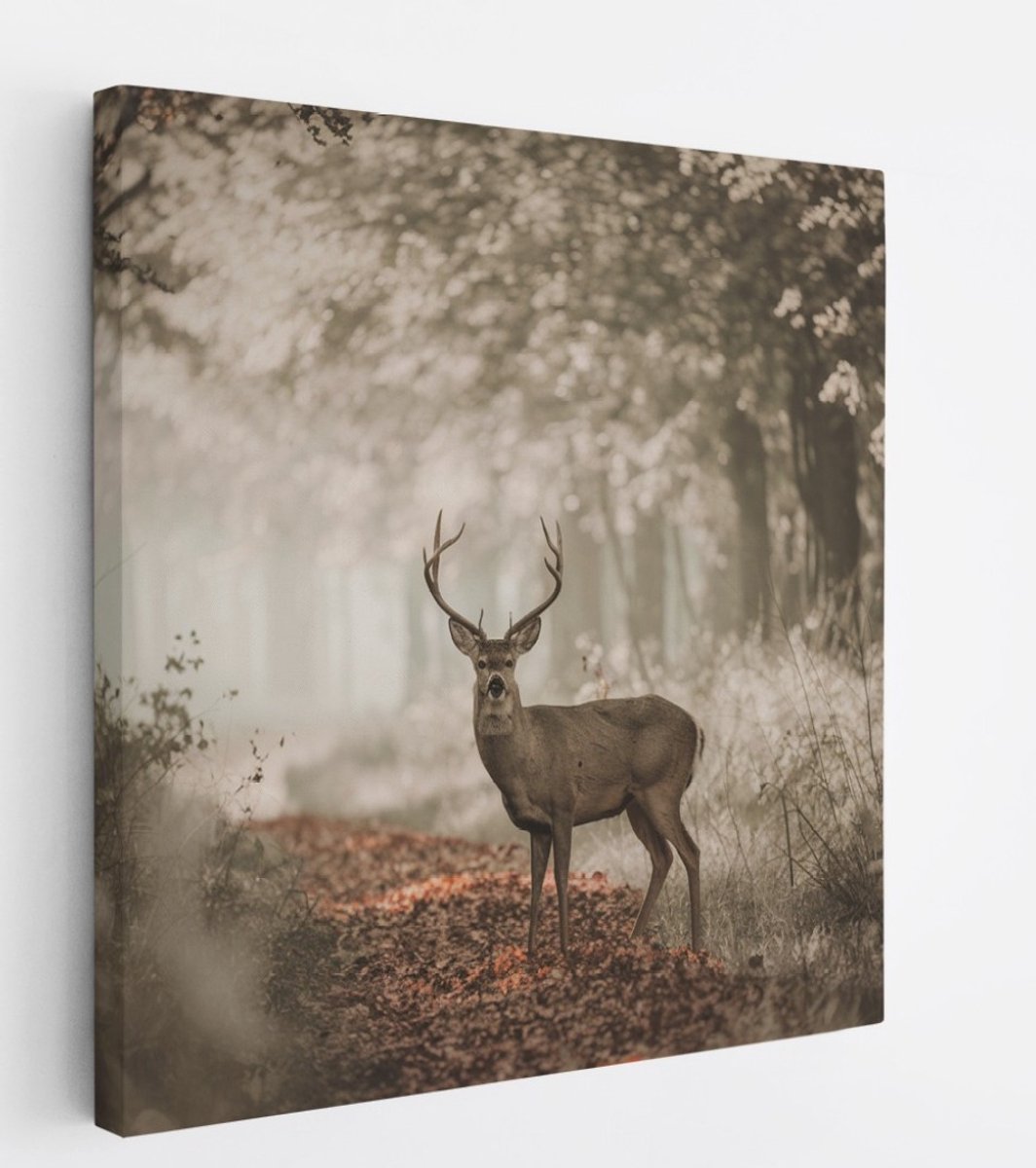 Saammp Canvas Schilderij - Hert in bos tijdens de lente - Natuur - Dieren - 40x40 - Foto op canvas - Wanddecoratie - Muurdecoratie Woonkamer - Slaapkamer decoratie - Canvas Print Multicolor