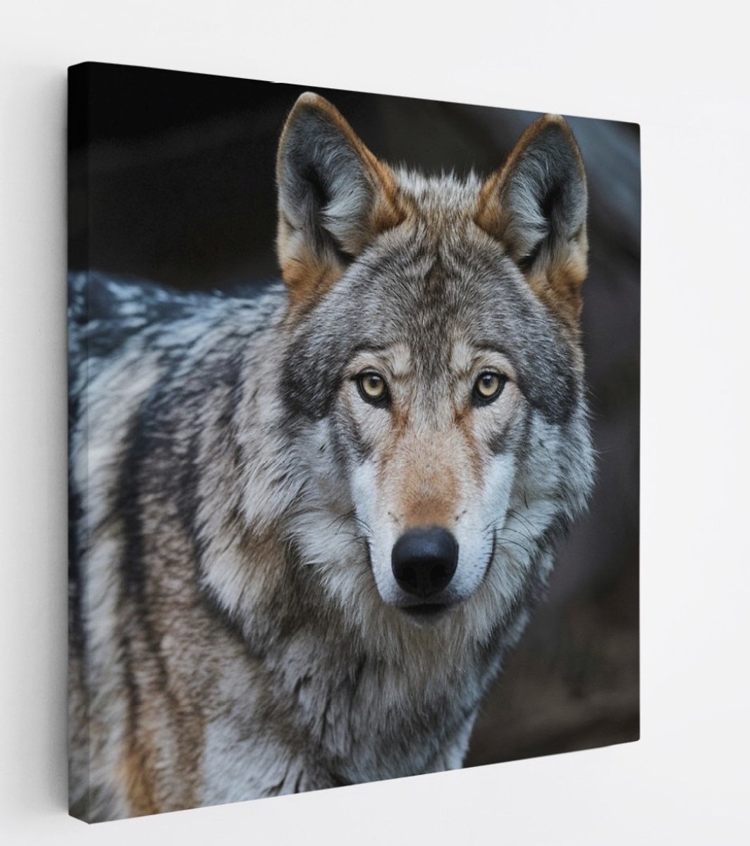 Saammp Canvas Schilderij - Wolf - Portret - Dieren - Natuur - 40x40 - Foto op canvas - Wanddecoratie - muurdecoratie Woonkamer - Slaapkamer decoratie - Canvas Print Multicolor