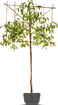 Leimagnolia | Magnolia Kobus | Stamomtrek: 10-12 cm | Stamhoogte: 180 cm | Rek: 150 cm