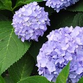 8 x Hydrangea Macrophylla 'Little Purple' - Dwerghortensia in C2 pot met hoogte 10-20cm