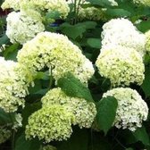 8 x Hydrangea Annabelle - Hortensia in C2 pot met hoogte 10-20cm