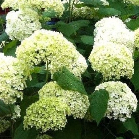 Hydrangea Annabelle Hortensia - 8 stuks