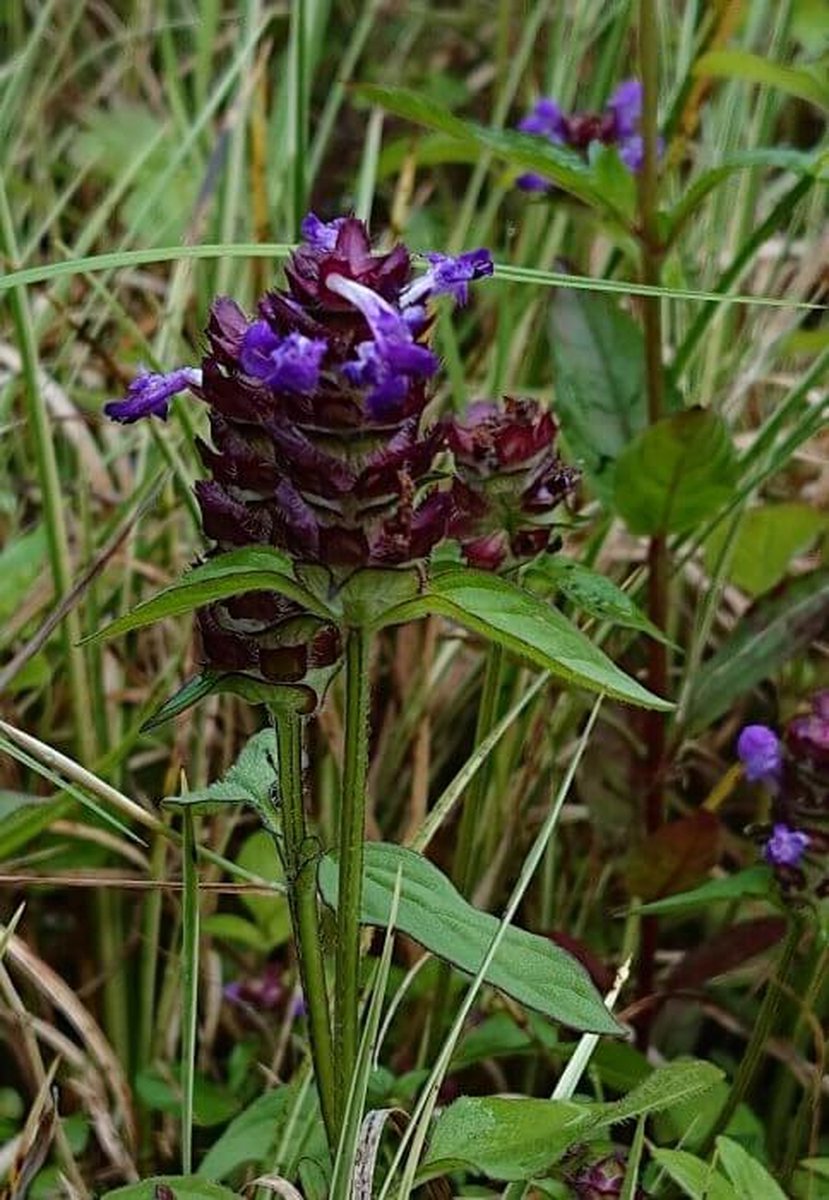Gewone Brunel (Prunella vulgaris) - Oeverplant - 3 losse planten - Om zelf op te potten - Vijverplanten webshop