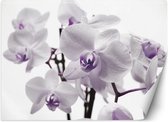 Trend24 - Behang - Orchidee In Bloei - Behangpapier - Fotobehang - Behang Woonkamer - 350x245 cm - Incl. behanglijm
