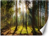 Trend24 - Behang - Bos In De Zon - Vliesbehang - Fotobehang Natuur - Behang Woonkamer - 250x175 cm - Incl. behanglijm