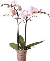 Kolibri Orchids | roze Phalaenopsis orchidee - potmaat Ø12cm | bloeiende kamerplant - vers van de kweker