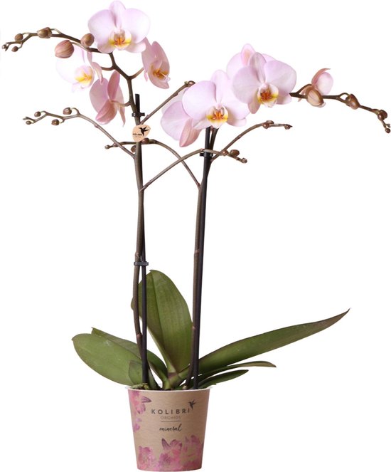 Kolibri Orchids | roze Phalaenopsis orchidee - potmaat Ø12cm | bloeiende kamerplant - vers van de kweker