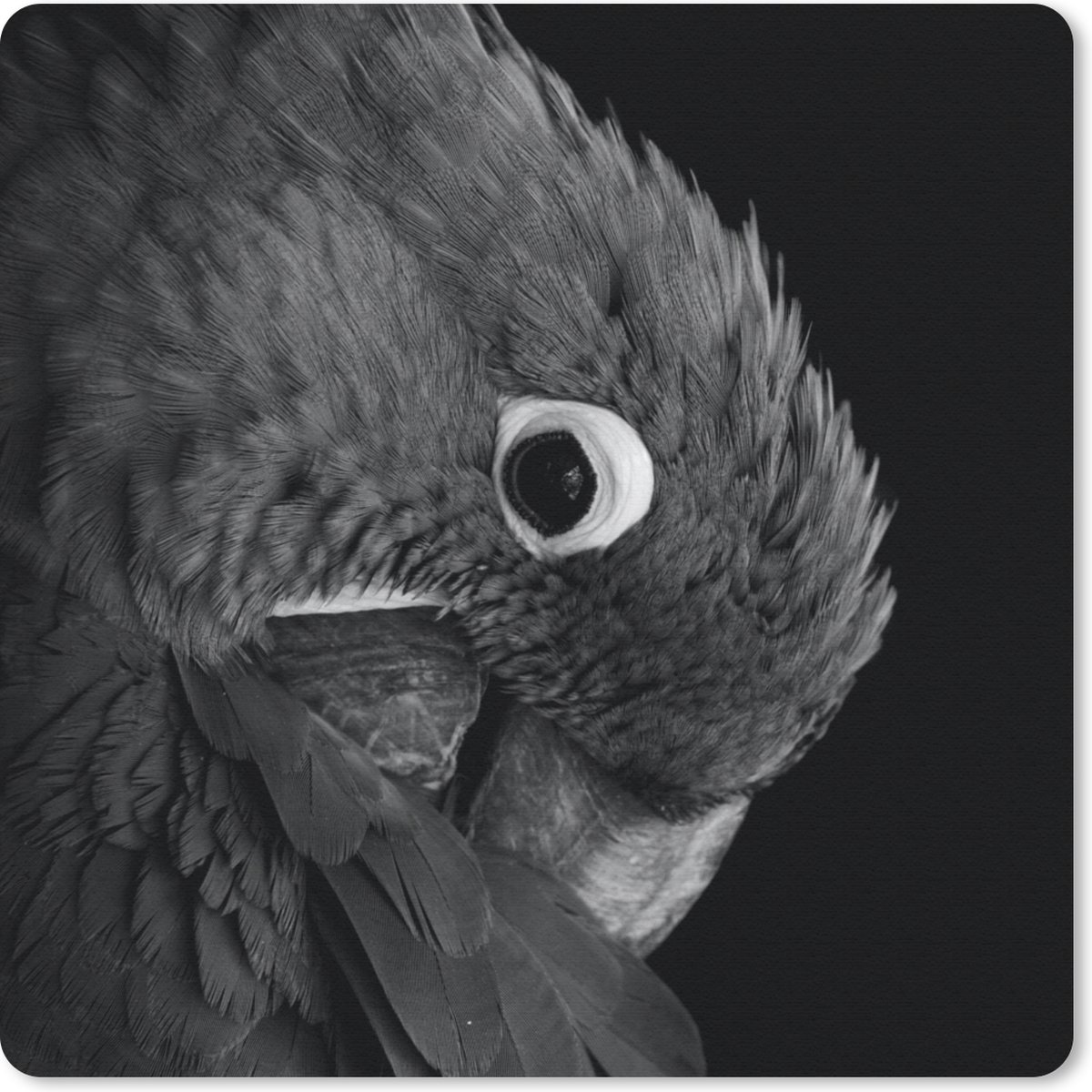 Muismat 30x30 cm - Mousepad Close-up van een blauw met roze papegaai - zwart wit - Muismatten