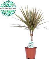 Kamerplant van Botanicly – Drakenboom – Hoogte: 55 cm – Dracaena Bicolour